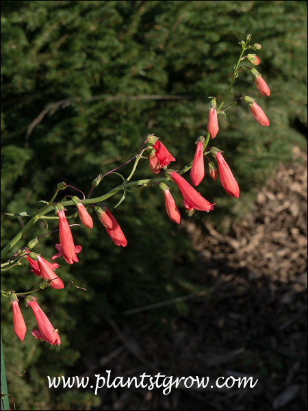 Scarlet Beardtongue (Penstemon barbatus Coccineus)
The florets of the raceme are one sided, which is called secund
